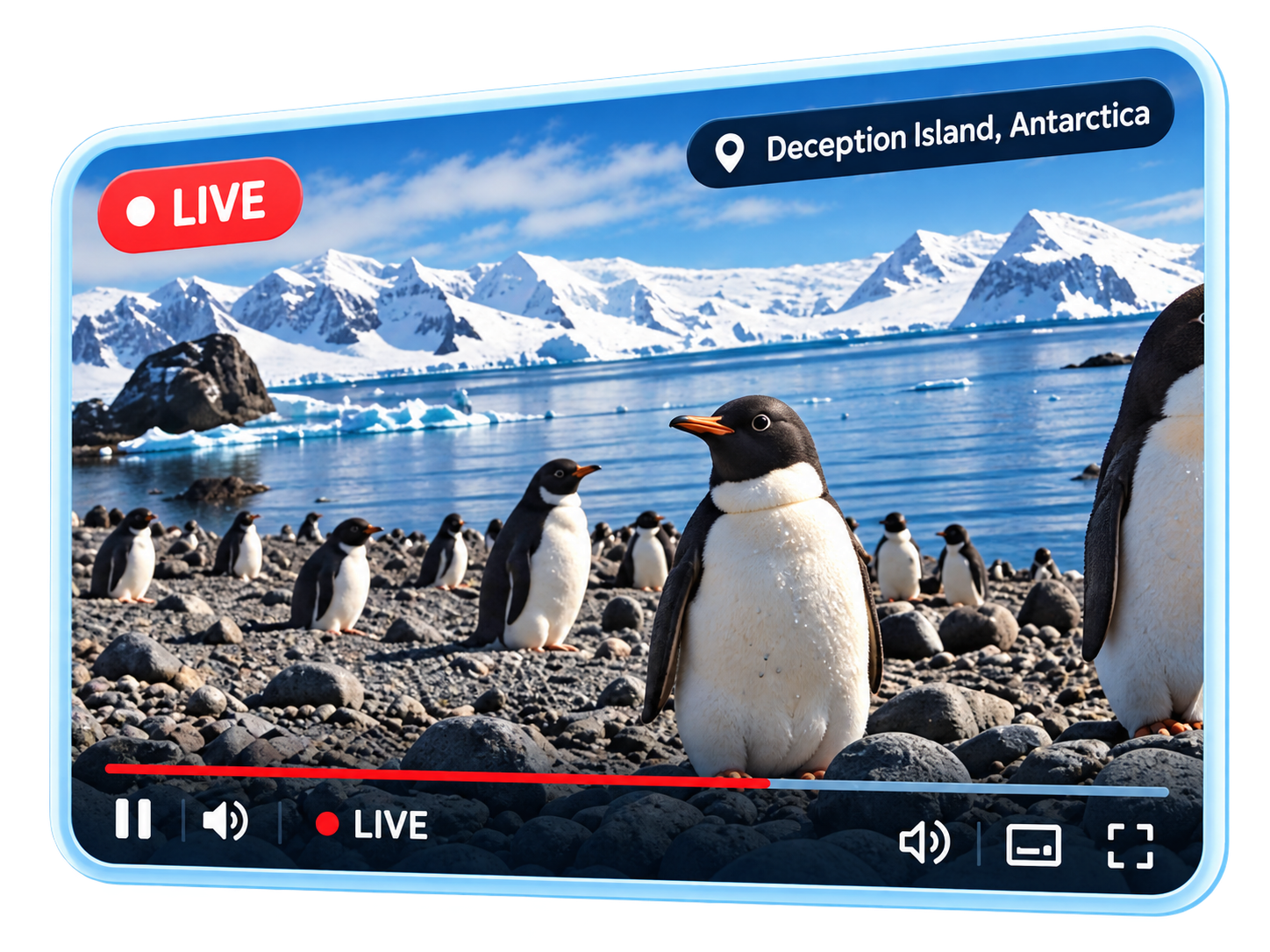 Live penguin stream from Antarctica